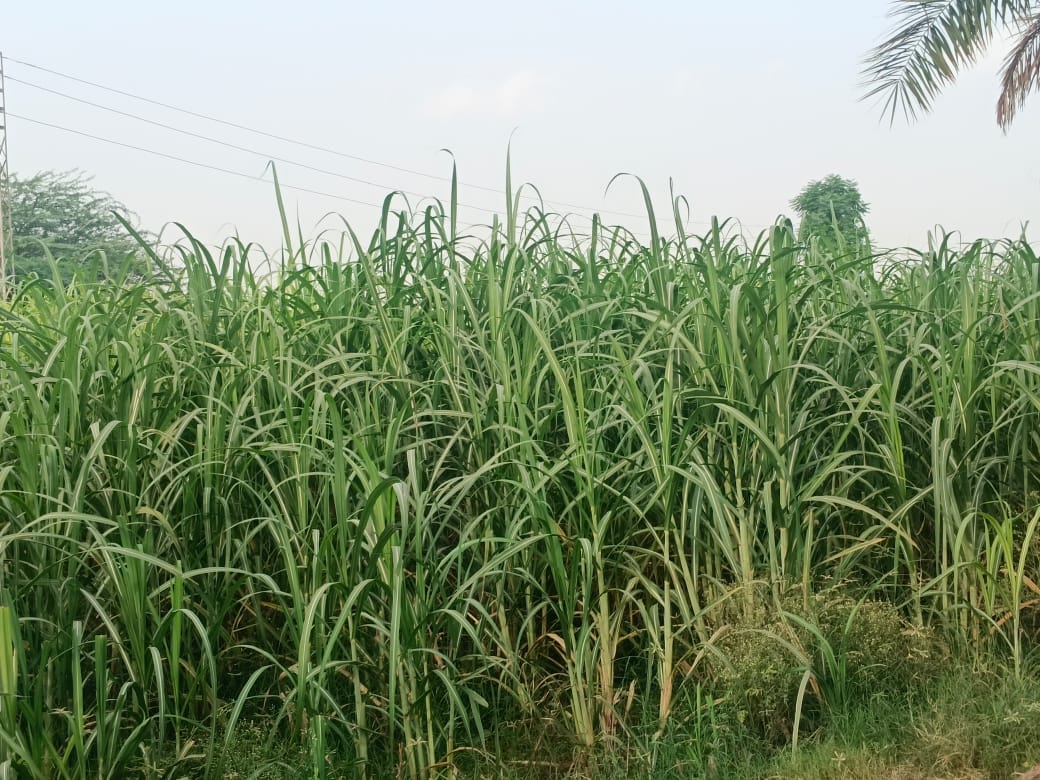 Lush green crops at Sindhu Agriculture