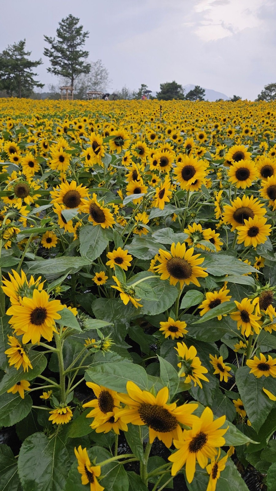 Sunflower fields at Sindhu Agriculture